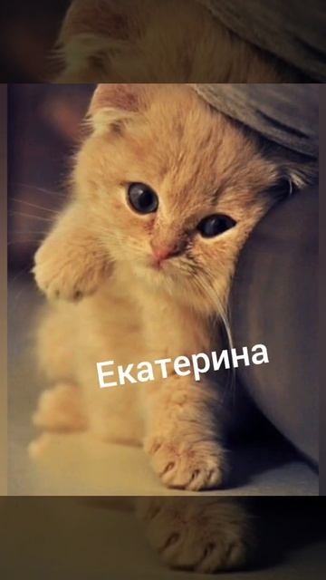 Какая ты кошка по имени ? смотреть онлайн
