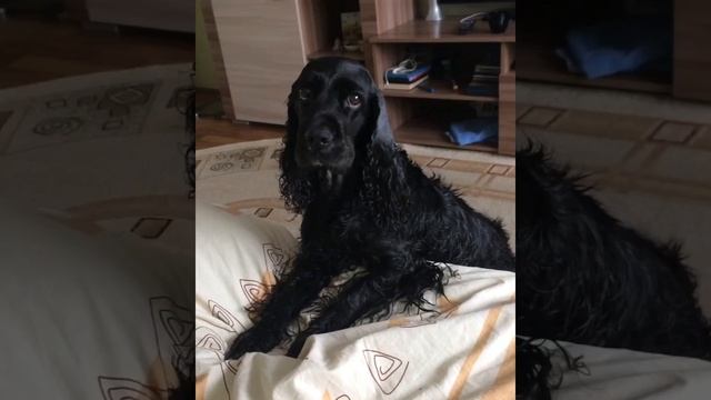 Стрижка,ванна,холодрыга. Черная Дженни смотреть онлайн