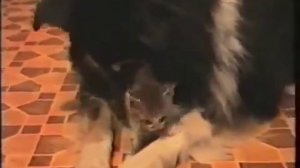 Котенок и огромная собака