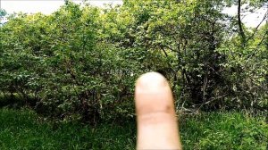 В поиске новых мест для копа. Скелет в лесу.