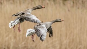 Манок гуменник дубль.