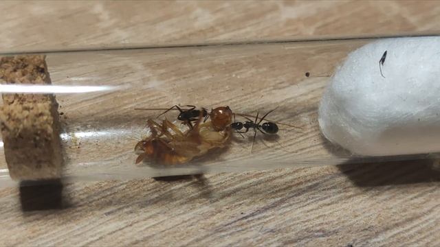 Camponotus aethiops small colony life смотреть онлайн
