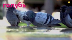 ЗВУКИ ЖИВОТНЫХ для самых маленьких- развивающие мультики для детей - как говорят животные