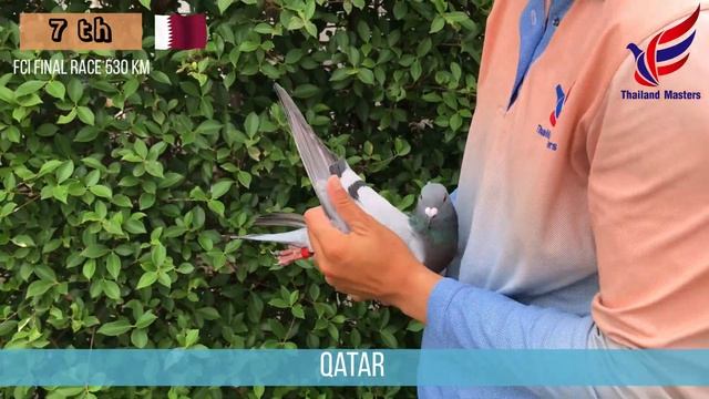 The 7th Winner FCI Final Race 530 KM смотреть онлайн