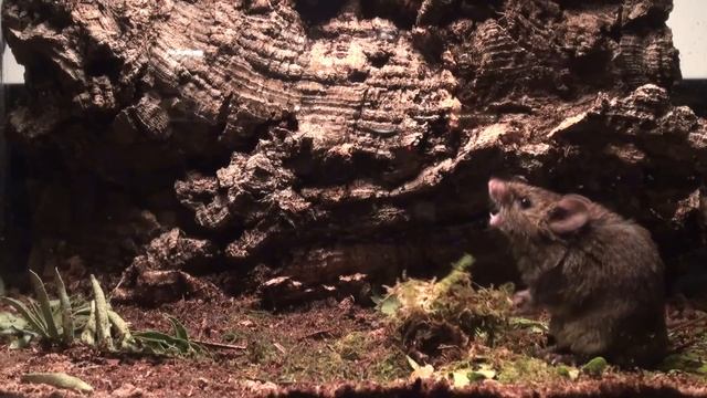 Male Alston's singing mouse (S. teguina) sings in response to female odor смотреть онлайн