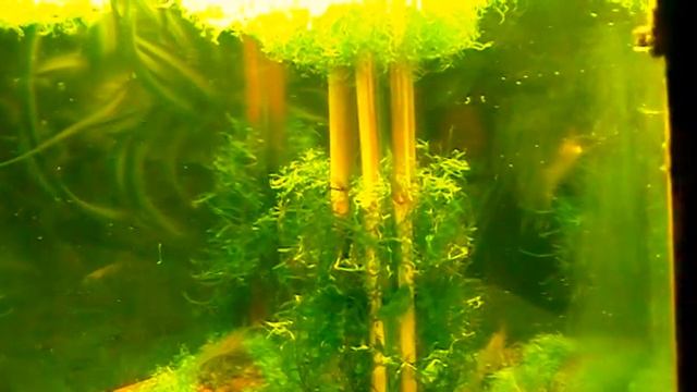 #Aquarium. Kреветка - макробрахиум. смотреть онлайн