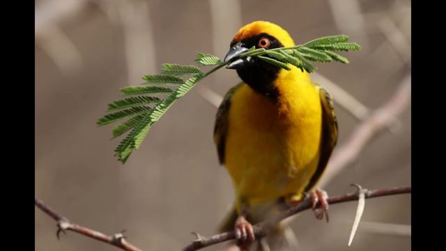 2 Hours BEST Of Birds Singing Beautiful In The Spring
