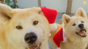 Рисуем домашних животных для самых маленьких