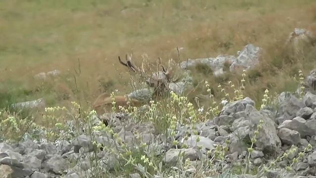Благородные олени в горах Крыма, 3.8.22 смотреть онлайн