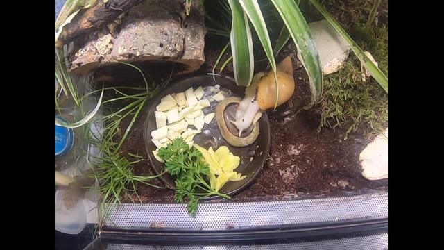 Lissachatina fulica Vollalbino in Zeitraffer #2 смотреть онлайн