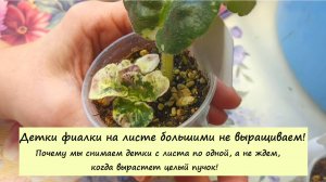 Детки Фиалок на листе большими не выращиваем! Почему мы снимаем детки с листа по одной?!