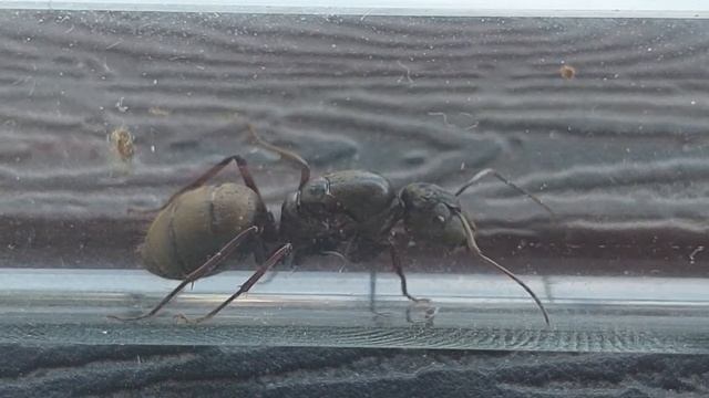 Camponotus pseudolendus (China) 26.06.2021 смотреть онлайн