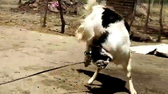 6 daat fresh 39 height 75 kg weight gulabi kota for sale смотреть онлайн