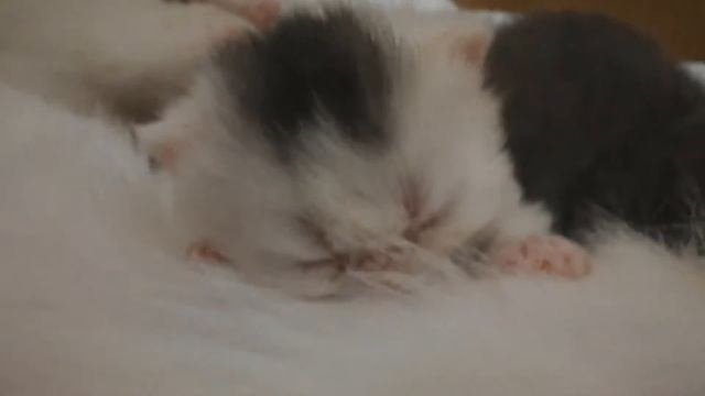 Kitten Drinking Milk From Mother's Breast - (HD) смотреть онлайн