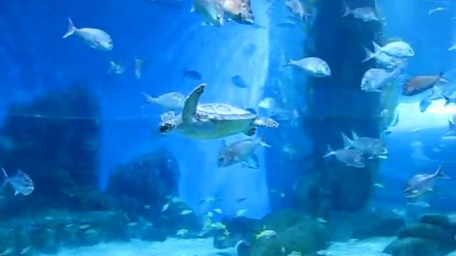 MVI_0164.avi смотреть онлайн