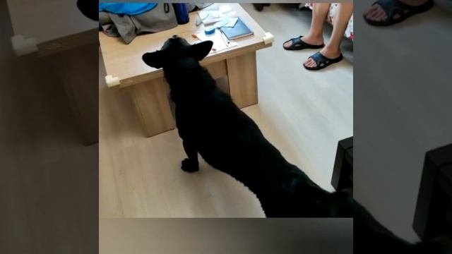 Наша Любимая Шанти, идеальная девочка, но УВЫ с очень сложной судьбой смотреть онлайн