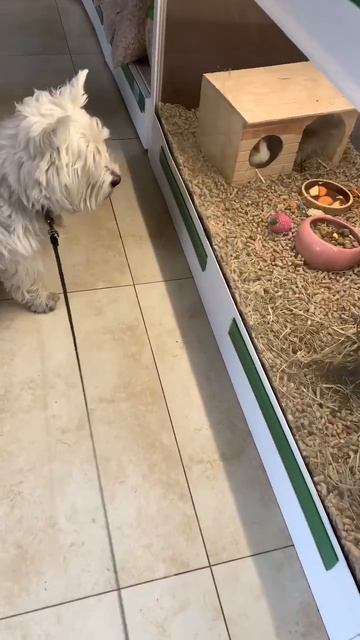 Щенок и морская свинка смотреть онлайн