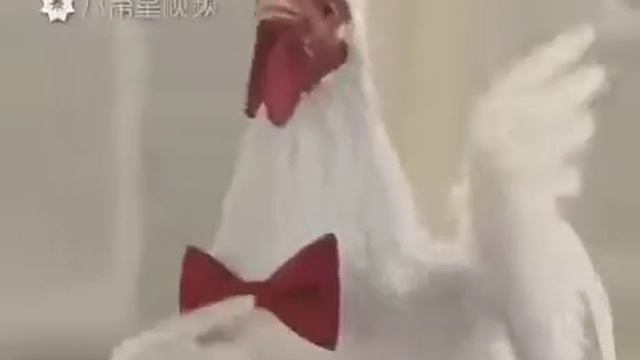 Курочки смотреть онлайн