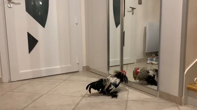 Coco attaque de coq CHICKEN'S ATTACK ^^ смотреть онлайн