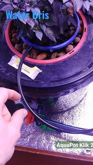 Капельный полив на AquaPot Klik 2 | Гидропоника Огород 21 века смотреть онлайн