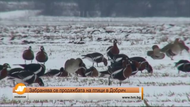 Емисия новини 21:30 часа Шумен 13 януари смотреть онлайн