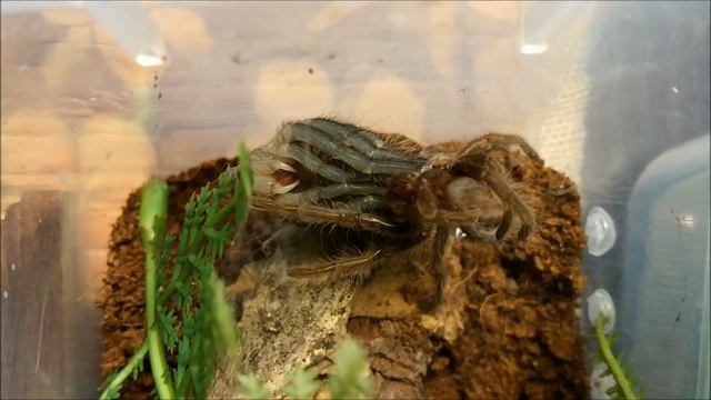 Brachypelma albopilosum molting / Ptasznik kędzierzawy wylinka смотреть онлайн
