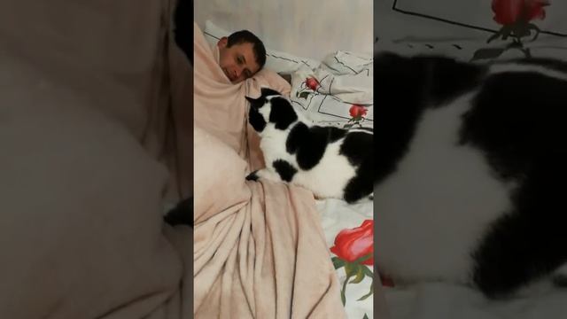 Реакция кошки на мяуканье котёнка в телефоне смотреть онлайн