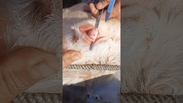 Ноғала алу смотреть онлайн