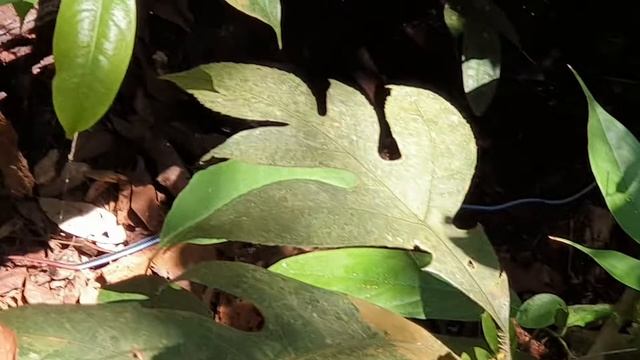 Malayan Blue Coral Snakes смотреть онлайн