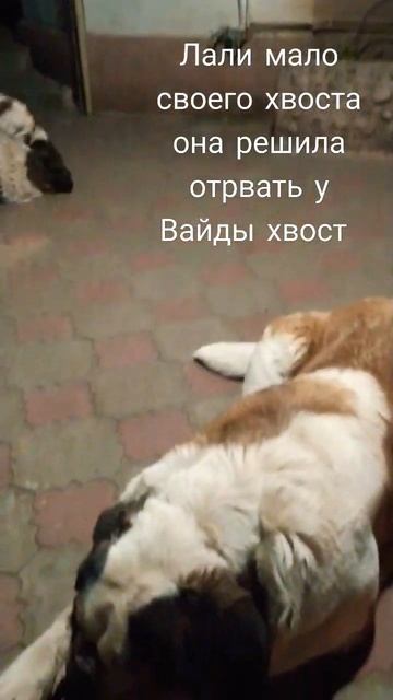 Игры сенбернаров #большие собаки смотреть онлайн