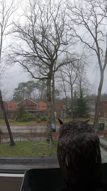 Look at Gaia horns when she saw a small bird 😋🦉 #owl #bird смотреть онлайн