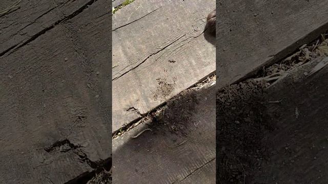 муравей что-то роет под звук пилы..)) смотреть онлайн
