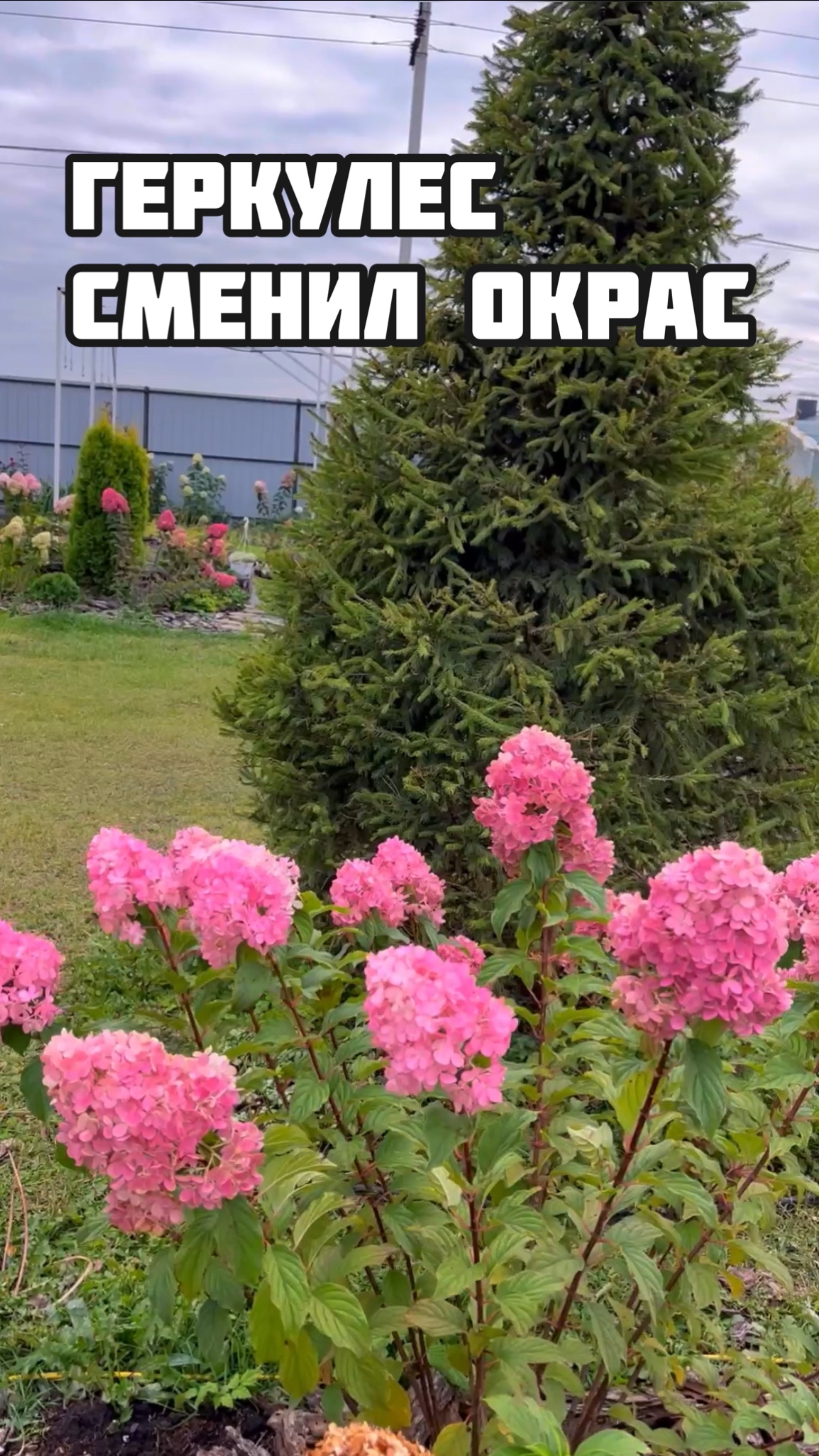 Геркулес сменил окрас.