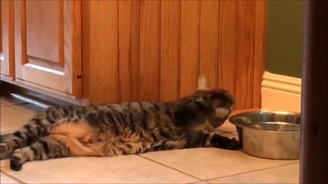 Ленивый котик пьёт воду))) смотреть онлайн