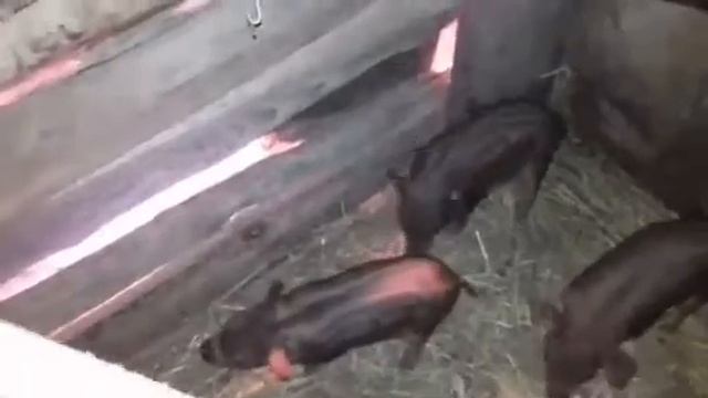 Поросятам 10 дней. Прокололи железо и узнали их вес.🐖🐷🐽 смотреть онлайн