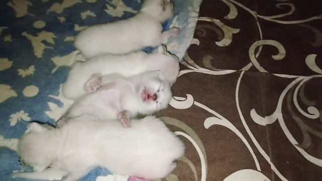 Тихий час у котят)/#Шотландские котята смотреть онлайн