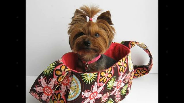 сумки с логотипом собаки смотреть онлайн