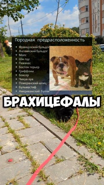 главная проблема мопсов, бульдогов и других брахицефалов #зоопсихология #собака #кинология #мопс смотреть онлайн