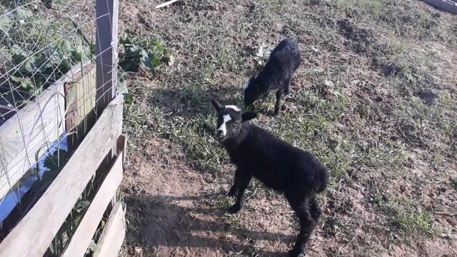 Барашки ручные (1,5 мес)/ 2 день на новом месте. смотреть онлайн