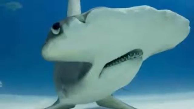 The Hammerhead Shark By Bill смотреть онлайн