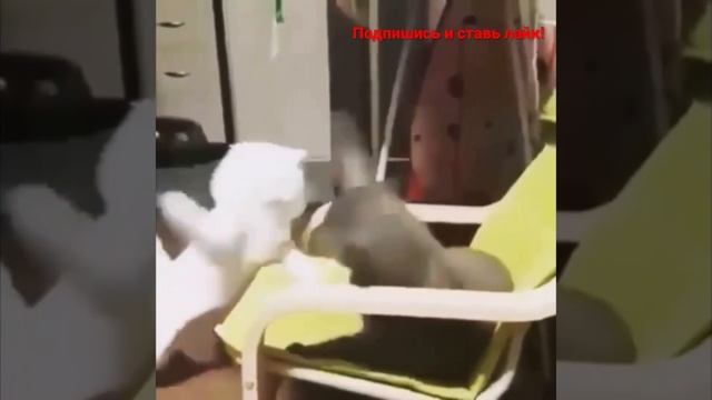 Смешные коты, приколы с котами, видео коты, смешные животные, смешные кошки, ржач угар, новое видео смотреть онлайн