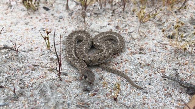 Mole snake near West Beach (20181014) смотреть онлайн