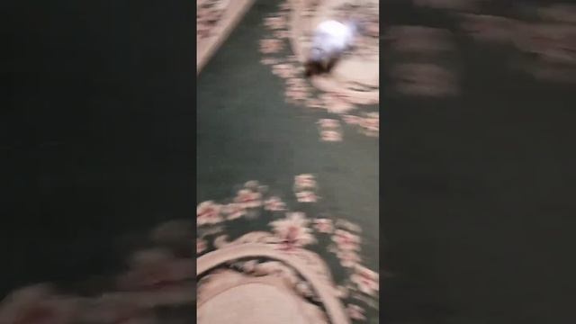 Кролик гуляет по дому 5 часть смотреть онлайн