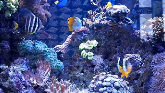 Artemia смотреть онлайн