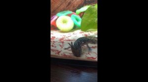 Аксолотль сбросил сломанную лапу. Регенерация начало The axolotl dropped his broken leg Regeneratio