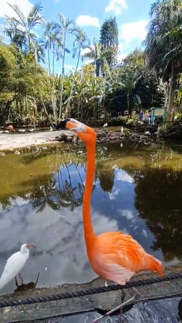 Flamingo Walks in front of me! #shorts смотреть онлайн