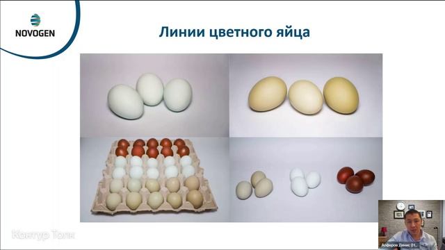 Вебинар с представителями племенной компании Novogen в России ч смотреть онлайн