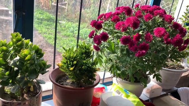 秋收时节玉米金黄，老妈回娘家去帮忙，早餐简单吃点，吃饱干活【会成一家】 смотреть онлайн