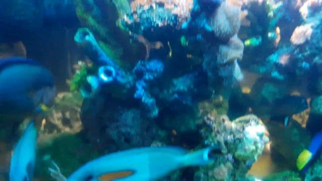 Simple Soft Coral & Tangfish with Clownfish and big Foxface. смотреть онлайн