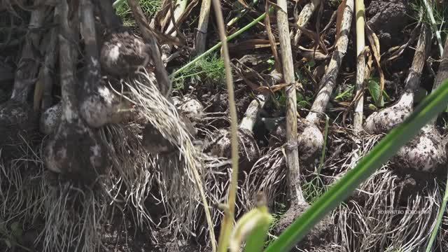Чеснок. Остатки урожая смотреть онлайн